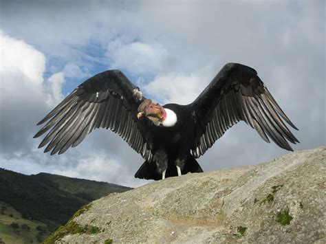 Andean Condor - Animal Profiles