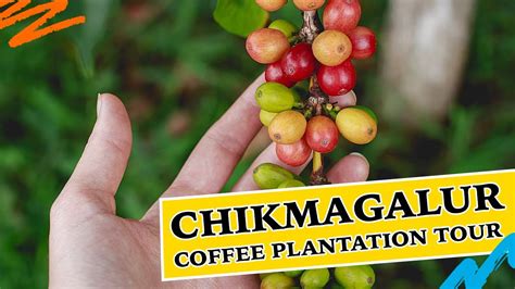 chikmagalur coffee estate tour | coffee plantation of chikkamagaluru ...