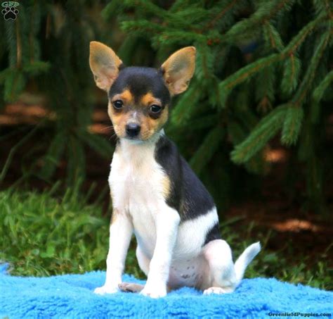 Toy Fox Terrier Puppies For Adoption | Wow Blog