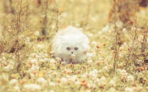 Baby Cat Cute Live Wallpaper - Cat's Blog