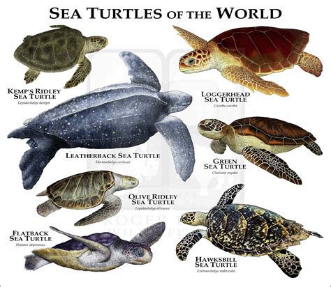 Sea Turtles of the World Poster Print - inkart