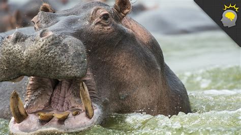 7 Mind-Blowing Hippo Facts - Science on the Web #64 - YouTube