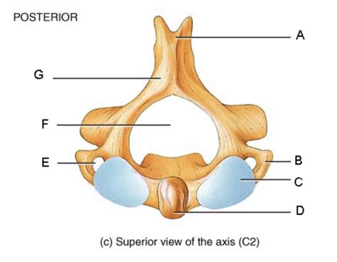 Diagram of Axis diagram labelling | Quizlet