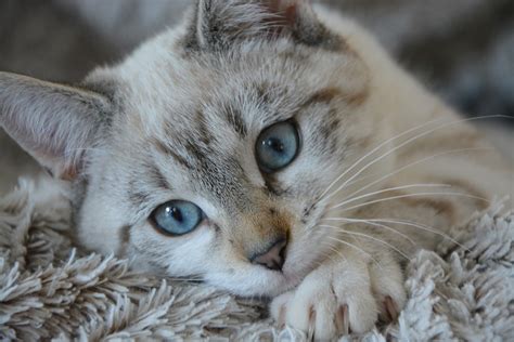 Cat Breeds With Blue Eyes | lupon.gov.ph