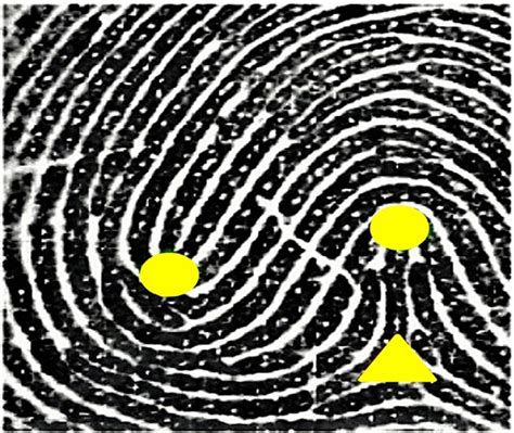 Double-loop fingerprint pattern | Download Scientific Diagram