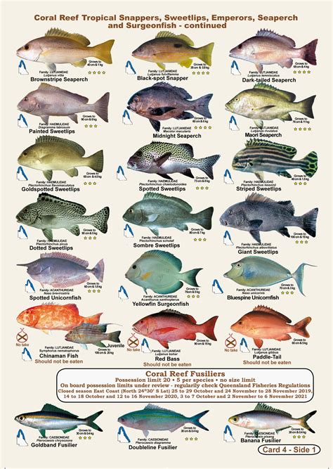 Fishermans Fish Identification Cards (Slates) - Qld. & Great Barrier R ...