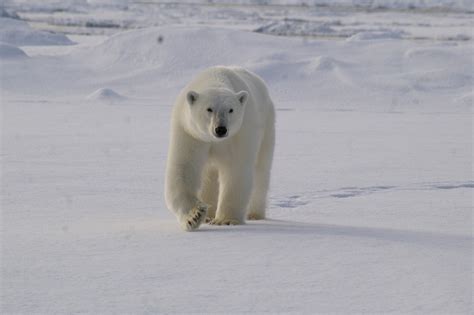 Polar Bear conservation - AECO