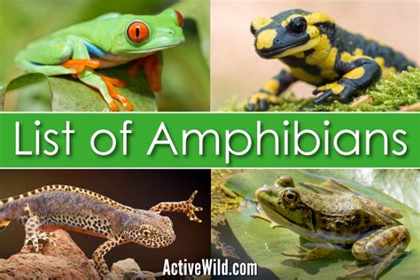 Are Amphibians Animals? - AMPHIPEDIA