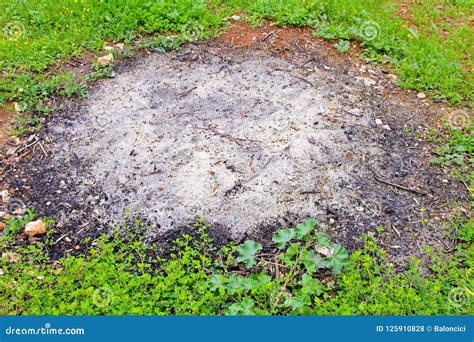 Ash pit stock photo. Image of outdoor, nature, burned - 125910828