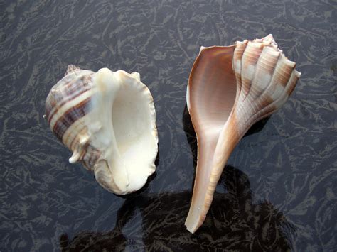 Cayman Islands Conch and Whelk Seasons now closed - IEyeNews