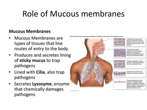 Mucous Membrane Anatomy