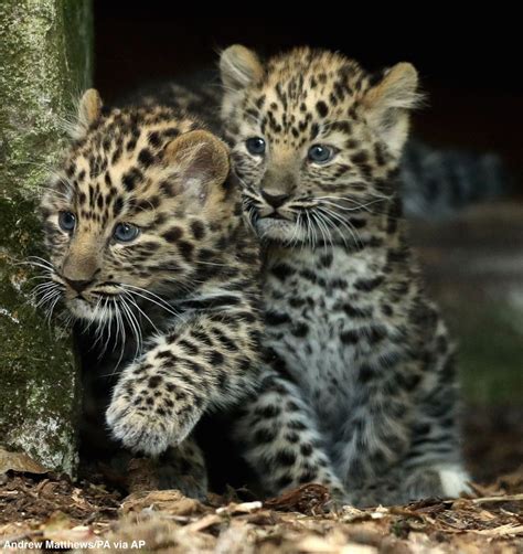 Two male Amur Leopard Cubs step outside for the 1st time since being ...