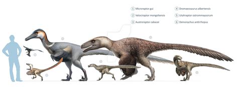 Dromaeosauridae size chart for Wikipedia by FredtheDinosaurman ...