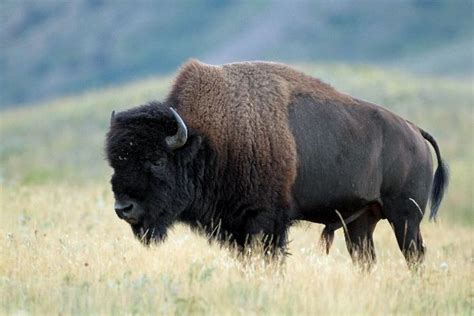 Wood Bison Facts, Habitat, Diet, Life Cycle, Pictures