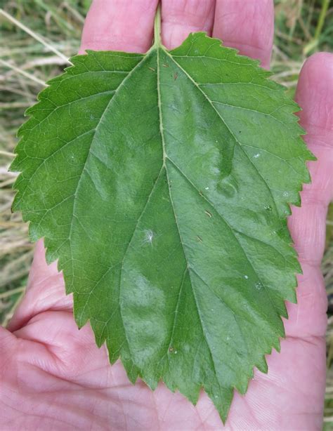 Mulberries - Tree Guide UK - Mulberry tree identification