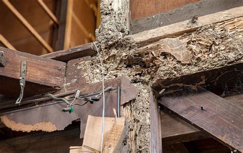 Blog - Stop Termites Before They Damage Your Home