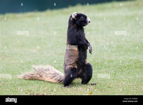 Fox squirrel in Florida Stock Photo - Alamy