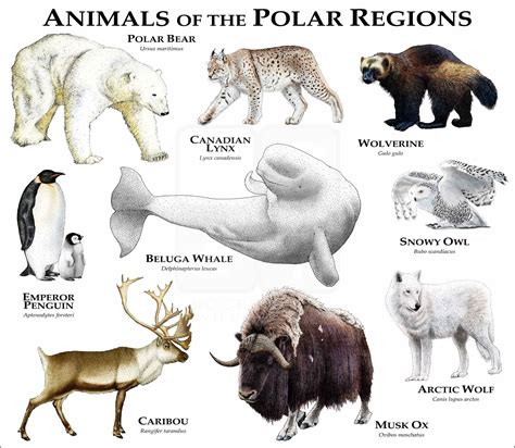 Animals of the Polar Regions Poster Print - inkart