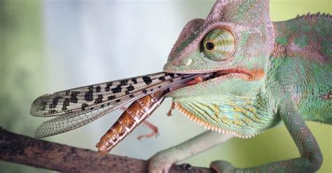 What Is A Chameleons Diet? - ReptileStartUp.com