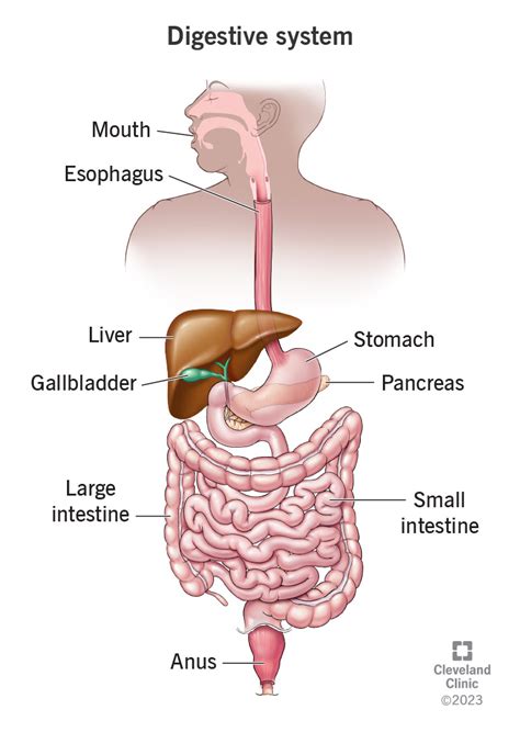 Digestive System: Function, Organs & Anatomy