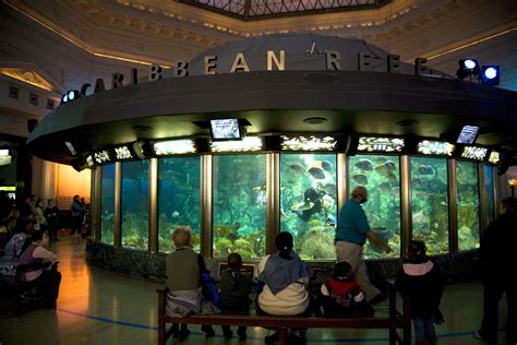 Shedd Aquarium Exhibits The Caribbean Reef - Aquarium Views