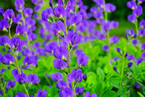 Wild Blue Indigo Bush Seeds for Planting (100 Seeds) - Baptisia ...