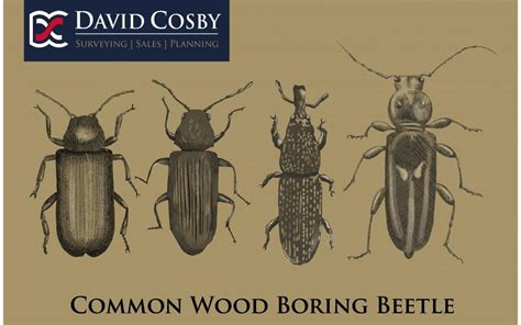 Wood Boring Beetles - David Cosby Surveyors & Estate Agents