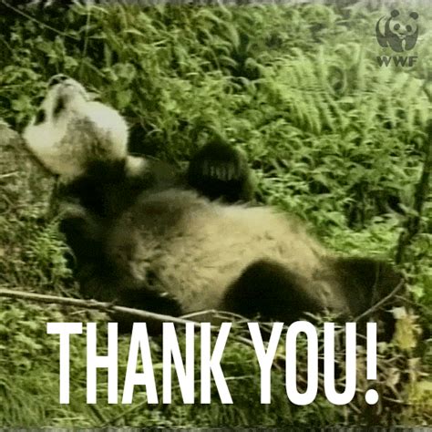 Wwf Uk Thank You GIF - Find & Share on GIPHY