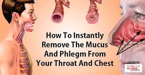 How to remove mucus and phlegm from your throat and chest instantly ...