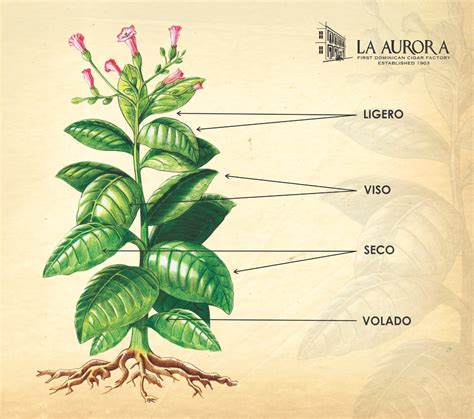 The tobacco plant, what are the best leaves?