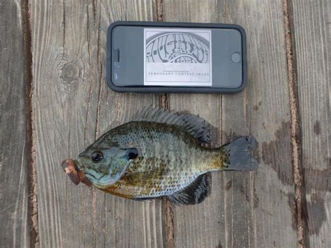 Sunfish, Bluegill | www.roughfish.com