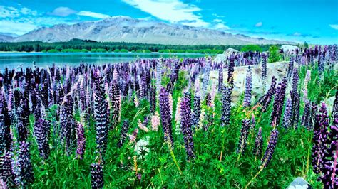 Is Spring the Best Season for a Road Trip in New Zealand? Yes! We'll ...