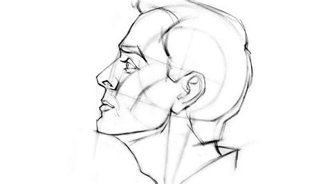 How to Draw the Head - Side View - Proko