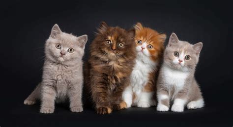 Why Do Cats Have Different Coloured Kittens? - Cat-World