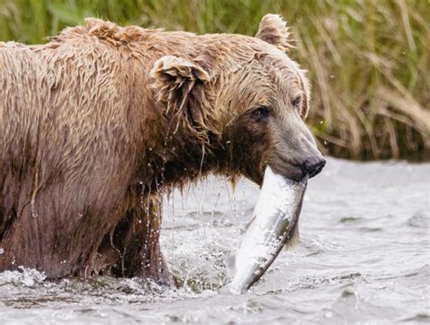 Kodiak Bear Viewing | Larsen Bay Lodge