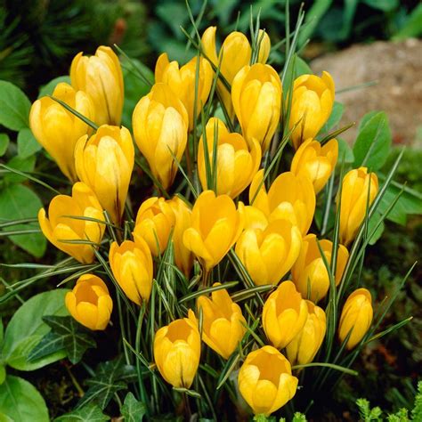 Bloomsz Crocus Bulbs Yellow Mammoth Flower Bulb (20-Pack)-07503 - The ...