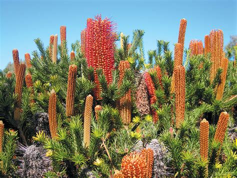 Pacific Horticulture | Nickel.07.Banksia.RGT