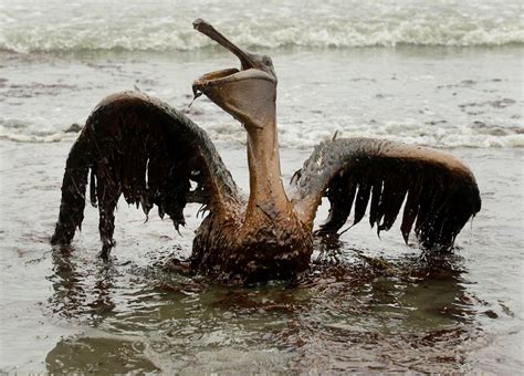 Wildlife group: Gulf oil spill still affecting wildlife