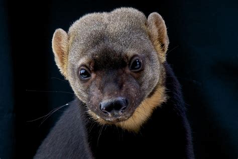 American Badger Facts: Animals of North America - WorldAtlas