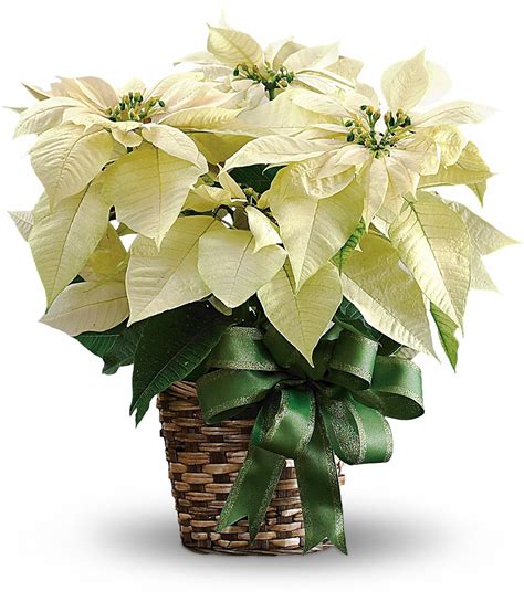 White Poinsettia - Val's Flowers of Chelsea