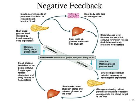 Homeostasis Feedback Loop