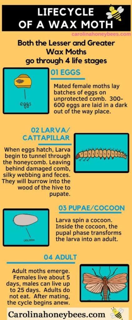 Wax Moths: Treatment and Prevention- Carolina Honeybees