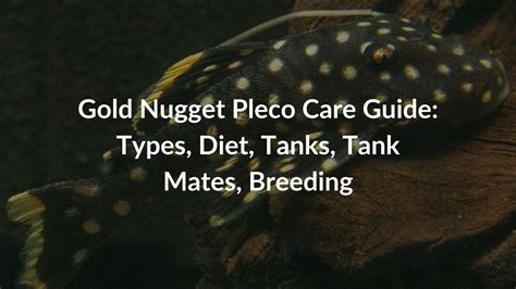 Gold Nugget Pleco Care Guide: Types, Diet, Tanks, Tank Mates, Breeding