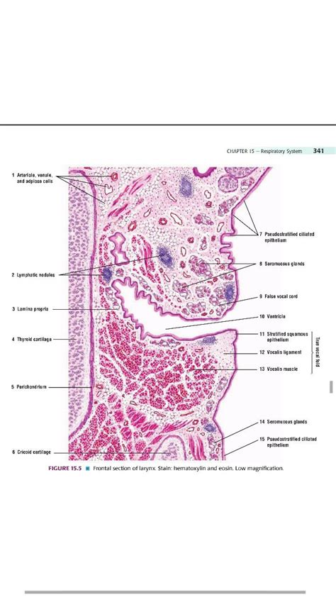 Larynx epithelium Histology