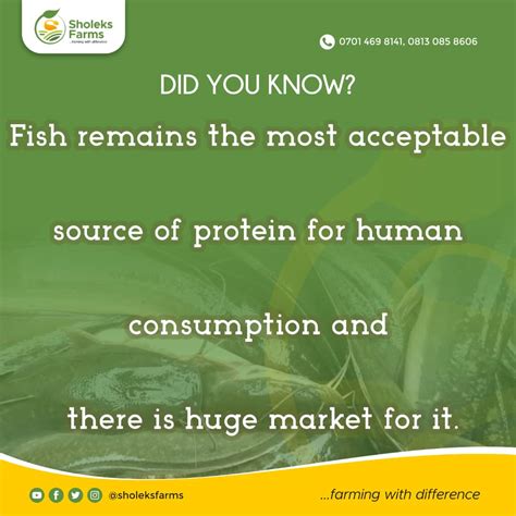 Catfish Farming Tips - Agriculture - Nigeria