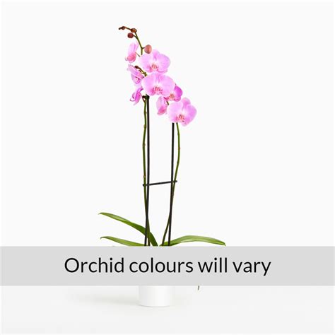 Orchid Flower Delivery London ON - Forest of Flowers