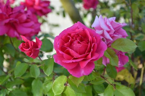 Estos son los cuidados básicos que necesita tu rosal en tu patio o ...