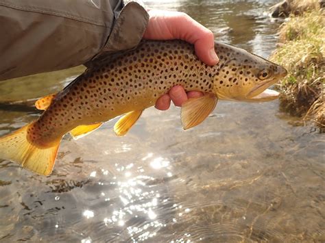 South Platte River | Dave Weller's Fly Fishing Blog