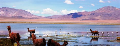 Tours and Travel San Pedro de Atacama in 5 days