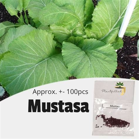 flower seeds [Plantfilled] Mustasa Seeds | Vegetables - 100 seeds L454 ...